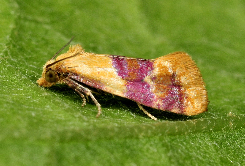 Diceratura ostrinana - Tortricidae